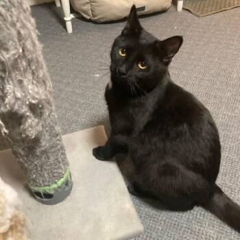 Domestic Short Hair Cats Available for Adoption - Diamond Dave | PetCurious