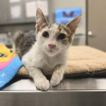 TUBBY -  Domestic Short Hair Cat for Adoption in Ontario, California - TUBBY | PetCurious