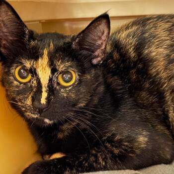 Gladys -  Domestic Short Hair Cat Available for Adoption in Keizer, Oregon - Gladys | PetCurious