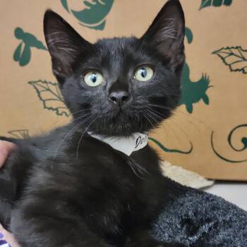 Dolly Madison -  Domestic Short Hair Cat for Adoption in Sarasota, Florida - Dolly Madison | PetCurious