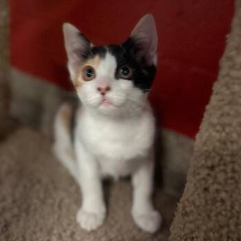 Ginger -  Domestic Short Hair Cat for Adoption in Sarasota, Florida - Ginger | PetCurious