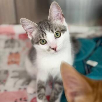 Subie,Tanner&Tessa -  Domestic Short Hair Cat for Adoption in Portage, Michigan - Subie,Tanner&Tessa | PetCurious