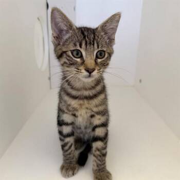MOJO -  Domestic Short Hair Cat for Adoption in Ontario, California - MOJO | PetCurious