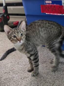 Calloway -  Domestic Short Hair Cat for Adoption in Pocatello, Idaho - Calloway | PetCurious