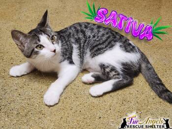 Rescue Domestic Short Hair Cats for Adoption in Ottawa Hills, Ohio - Sativa | PetCurious