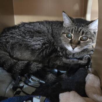 Muffin -  Domestic Short Hair Cat for Adoption in Colorado Springs, Colorado - Muffin | PetCurious