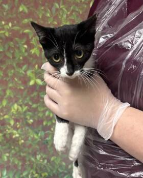Domestic Short Hair Cats Available for Adoption in San Antonio, Texas - Penguin | PetCurious
