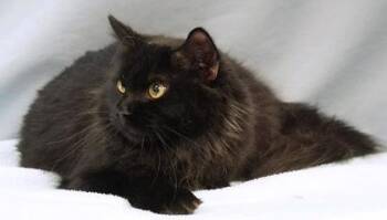 Domestic Medium Hair and Domestic Short Hair Cats Available for Adoption - Skylar | PetCurious