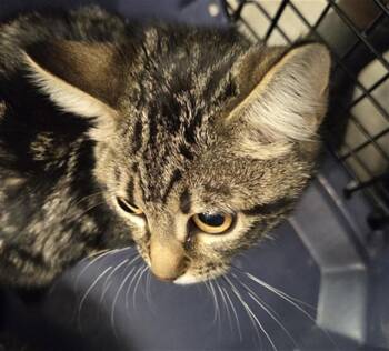 LUCKY -  Domestic Short Hair Cat for Adoption in Casper, Wyoming - LUCKY | PetCurious