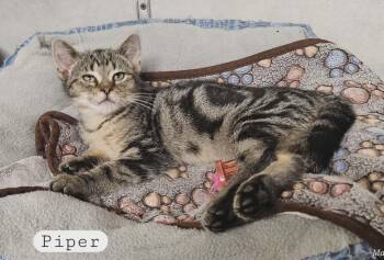 Domestic Short Hair Cats Available for Adoption in Wapakoneta, Ohio - Piper | PetCurious