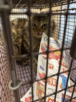 Domestic Medium Hair Cats Available for Adoption - A608188 | PetCurious