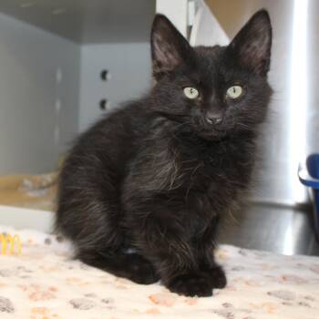 Domestic Long Hair Cats Available for Adoption in Yucca Valley, California - Miles | PetCurious