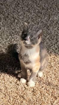 Toffee -  Domestic Short Hair Cat for Adoption in Buford, Georgia - Toffee | PetCurious