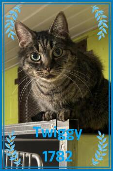 American Shorthair Cats Available for Adoption - Twiggy | PetCurious