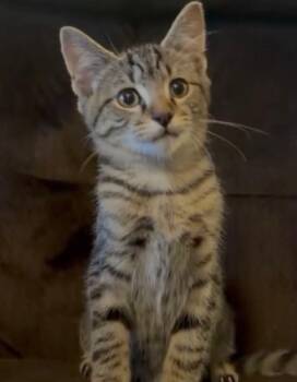 Apollo (Brittney-fostered in TN) -  Domestic Short Hair and Tabby Cat for Adoption in Brighton, Tennessee - Apollo (Brittney-fostered In TN) | PetCurious