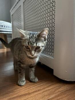 Rescue Domestic Short Hair Cats for Adoption in Berkeley Heights, New Jersey - Nova | PetCurious