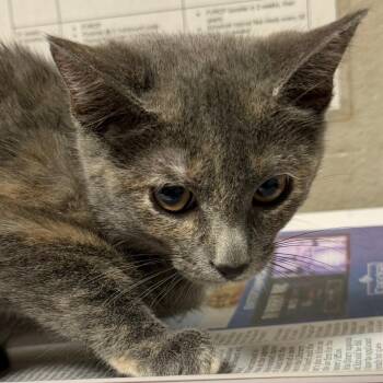 Cheeto Dust -  Domestic Short Hair Cat for Adoption in Yuma, Arizona - Cheeto Dust | PetCurious