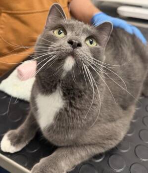 Coral -  Domestic Short Hair Cat for Adoption in Golden, Colorado - Coral | PetCurious
