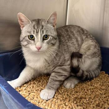 Boba -  American Shorthair Cat Available for Adoption in Cody, Wyoming - Boba | PetCurious