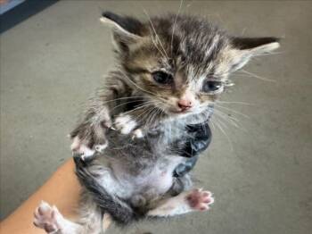 DUKE -  Domestic Short Hair Cat for Adoption in San Bernardino, California - DUKE | PetCurious