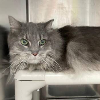 Pashmina -  Domestic Long Hair Cat for Adoption in Roanoke, Virginia - Pashmina | PetCurious