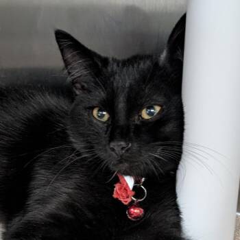 Batty Koda -  Domestic Short Hair Cat for Adoption in Seattle, Washington - Batty Koda | PetCurious