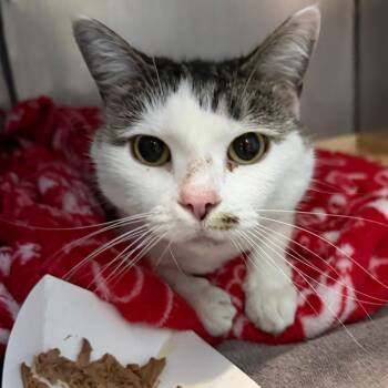 Rosie -  Domestic Short Hair Cat for Adoption in Troy, Virginia - Rosie | PetCurious