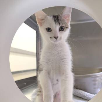 Zara -  Domestic Short Hair Cat for Adoption in York, Pennsylvania - Zara | PetCurious