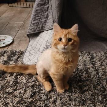 Domestic Long Hair Cats Available for Adoption in Bellmawr, New Jersey - Barracuda (M) & Badger (F) | PetCurious