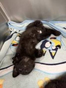 Frito -  Domestic Medium Hair Cat for Adoption in Manitowoc, Wisconsin - Frito | PetCurious