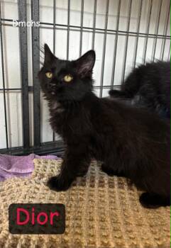 Dior -  Domestic Long Hair Cat for Adoption in Burlington, Iowa - Dior | PetCurious