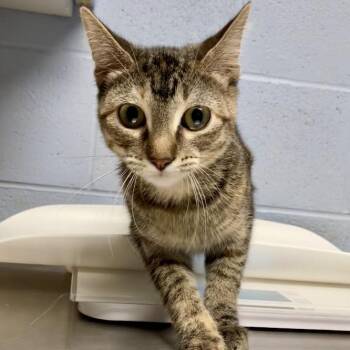 Daisy Mae -  Domestic Short Hair Cat for Adoption in Dekalb, Illinois - Daisy Mae | PetCurious