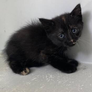 Domestic Short Hair Cats Available for Adoption in Beaumont, Texas - Majorette | PetCurious