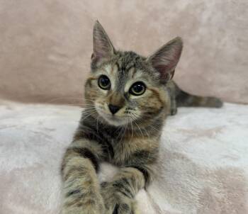 Cafe Con Leche: Honey -  Tabby Cat for Adoption in Palo Alto, California - Cafe Con Leche: Honey | PetCurious