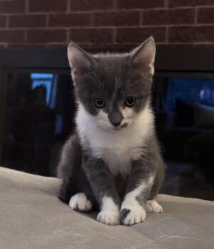 Wyn- In Foster Ask for an Appointment -  Domestic Short Hair Cat for Adoption in Elkins, West Virginia - Wyn- In Foster Ask For An Appointment | PetCurious