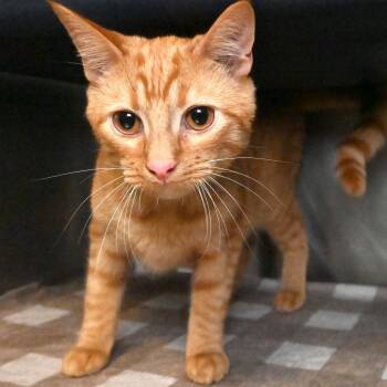 Rescue Domestic Short Hair Cats for Adoption in West Palm Beach, Florida - Cheese | PetCurious