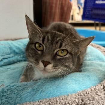 Domestic Short Hair Cats Available for Adoption in Palmetto, Florida - Asha | PetCurious