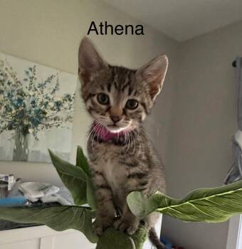 Athena -  Domestic Short Hair Cat Available for Adoption in Kenosha, Wisconsin - Athena | PetCurious