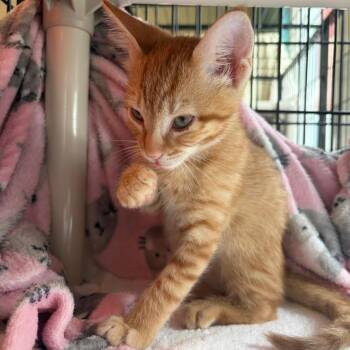 Arthur -  Domestic Short Hair Cat for Adoption in Morristown, Vermont - Arthur | PetCurious