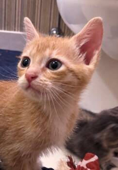 Scallywag -  Tabby Cat for Adoption in Columbia, South Carolina - Scallywag | PetCurious