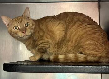 Julius -  Domestic Short Hair Cat for Adoption in Burgaw, North Carolina - Julius | PetCurious