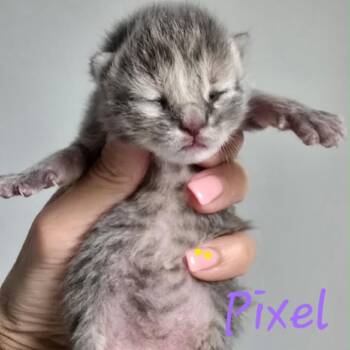 Domestic Short Hair Cats Available for Adoption in Spring Hill, Kansas - Pixel | PetCurious
