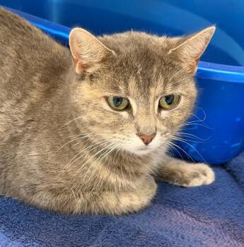 Domestic Short Hair Cats Available for Adoption in Columbia, Illinois - Fern | PetCurious
