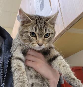 Rescue Domestic Short Hair Cats for Adoption in Kennewick, Washington - Minnow | PetCurious