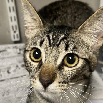 Sharky -  Domestic Short Hair Cat for Adoption in Yuma, Arizona - Sharky | PetCurious