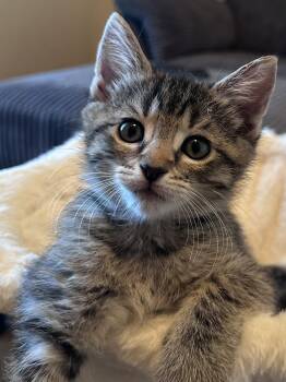 Angelique ( Monica) -  Tabby Cat for Adoption in Vacaville, California - Angelique ( Monica) | PetCurious