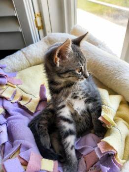 Lizzy -  Domestic Medium Hair Cat for Adoption in Rio Linda, California - Lizzy | PetCurious