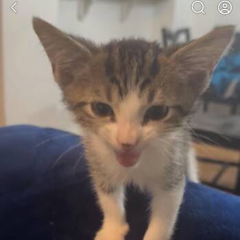 Scrat -  Domestic Short Hair Cat for Adoption in Franklin, Tennessee - Scrat | PetCurious
