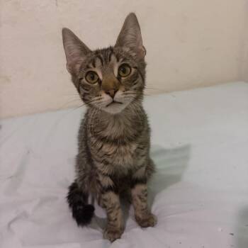 Rock -  Domestic Short Hair Cat for Adoption - Rock | PetCurious