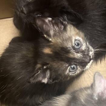 Domestic Short Hair Cats Available for Adoption - Banana Taffy | PetCurious